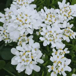 Иберис вечнозеленый Whiteout