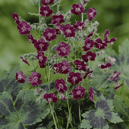 Герань темная Samobor