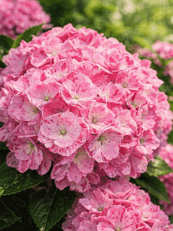 Гортензия крупнолистная Dancing Angel