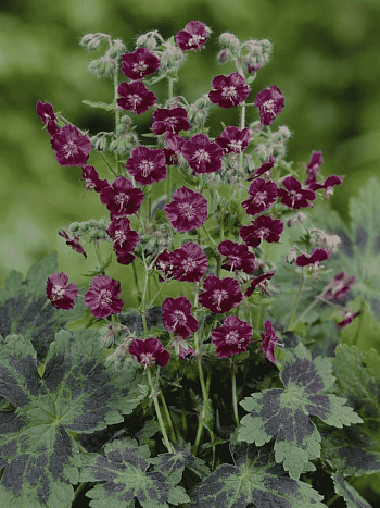 Герань темная Samobor