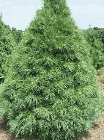 Сосна Веймутова