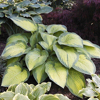 Хоста гибридная Колор Глори