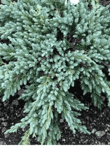 Можжевельник чешуйчатый Blue Spider
