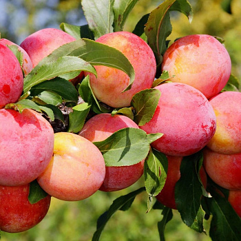 Слива домашняя Болховчанка