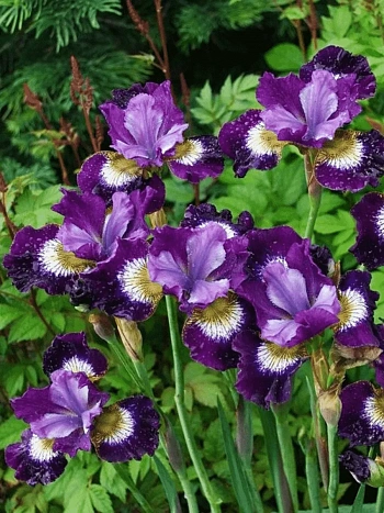 Ирис сибирский Contrast in Styles