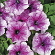 Петуния многоцветковая Бригитта F1 Петуния многоцветковая Бригитта F1