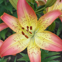 Лилия азиатская Оклахома Сити