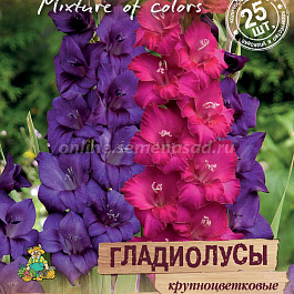 Гладиолус крупноцветковый Королевский пурпур