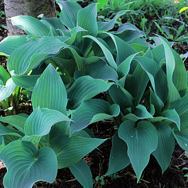 Хоста гибридная Блу Мэммуф