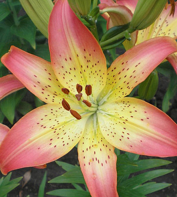 Лилия азиатская Оклахома Сити