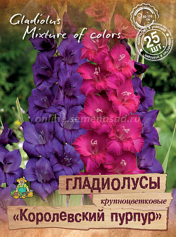 Гладиолус крупноцветковый Королевский пурпур