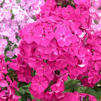 Флокс метельчатый Виктория