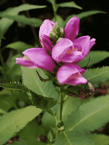 Хелоне косая