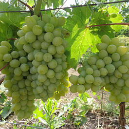 Виноград плодовый Восторг
