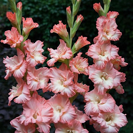 Гладиолус гофрированный Монте Гордо