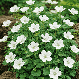 Аистник изменчивый Bishop's White