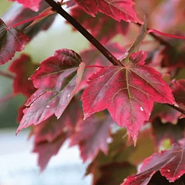 Клен красный Brandywine