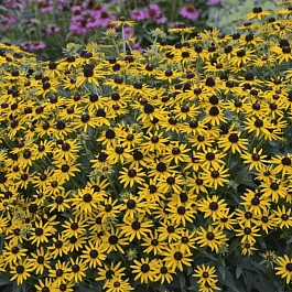 Рудбекия Little Goldstar