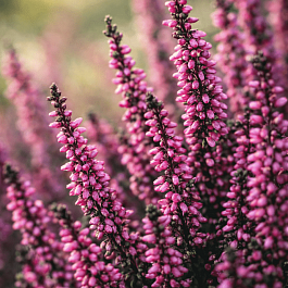 Вереск обыкновенный Pudlowy Voc