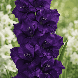 Гладиолус Purple Flora