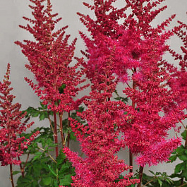 Астильба гибридная Майти Ред Куин Астильба гибридная Майти Ред Куин