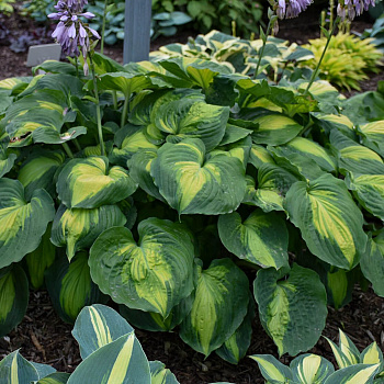 Хоста гибридная Колор Глори НАБОР 2ШТ (1+1)