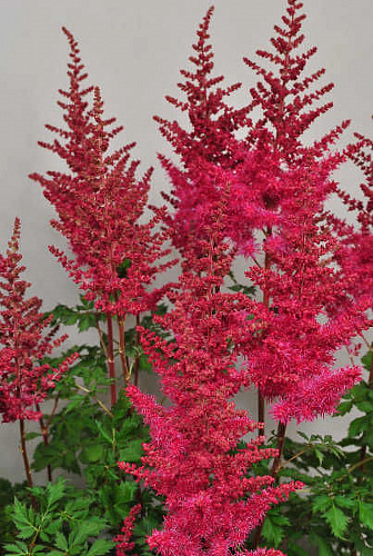 Астильба гибридная Майти Ред Куин