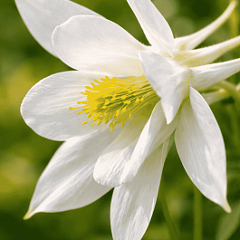 Аквилегия обыкновенная Early Bird White