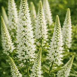 Вероника длиннолистная Schneeriesin