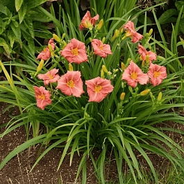 Лилейник Dress Code