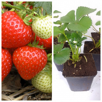 Земляника садовая Выставочная НАБОР 5ШТ