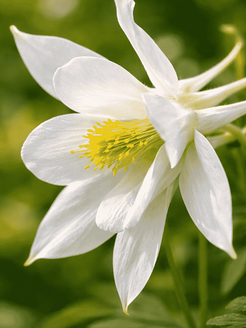 Аквилегия обыкновенная Early Bird White