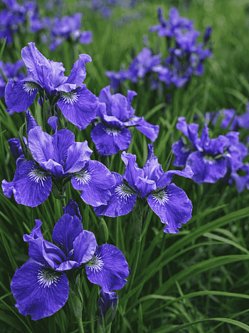 Ирис сибирский Ego