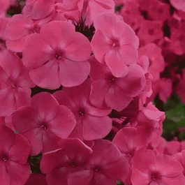 Флокс метельчатый Римма