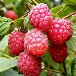 Малина обыкновенная Glen Ample