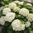 Гортензия крупнолистная 'Snowball'