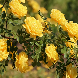 Роза Плетистая Royal Gold