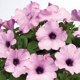 Петуния каскадная Рэмблин Аметист