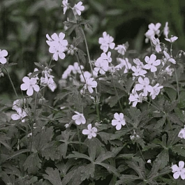 Герань пятнистая Espresso