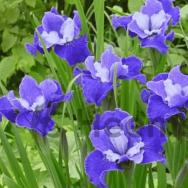 Ирис сибирский  Regency Belle