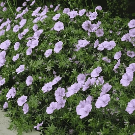 Герань кроваво-красная Striatum