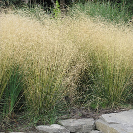 Луговик дернистый