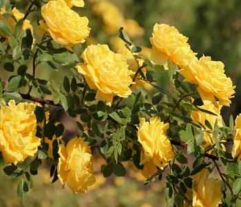 Роза Плетистая Royal Gold