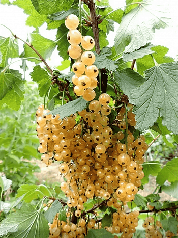 Смородина белая Blanca на Штамбе