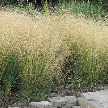 Луговик дернистый