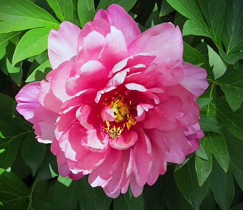 Пион ИТО Pink Double Dandy