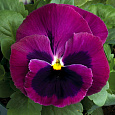 Виола (Фиалка, Анютины глазки) гибридная Розмари Виола (Фиалка, Анютины глазки) гибридная Розмари