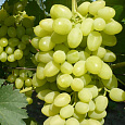 Виноград плодовый Восторг Виноград плодовый Восторг