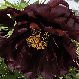 Пион Древовидный Black Panther