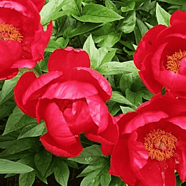 Пион Молочноцветковый Flame